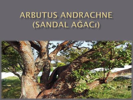 Arbutus andrachne (sandal ağacı)