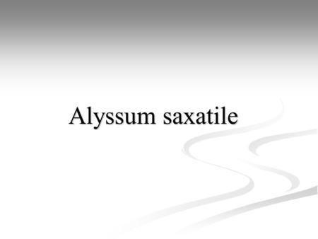 Alyssum saxatile.