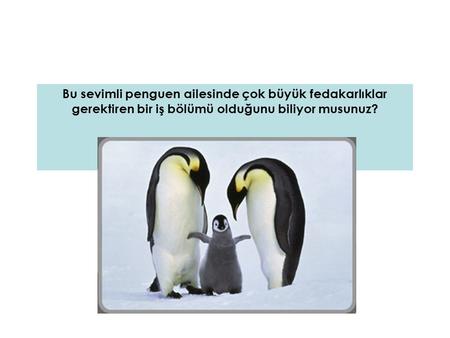 Bu sevimli penguen ailesinde çok büyük fedakarlıklar gerektiren bir iş bölümü olduğunu biliyor musunuz?