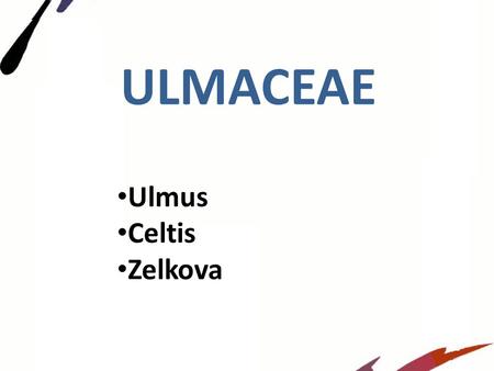 ULMACEAE Ulmus Celtis Zelkova.