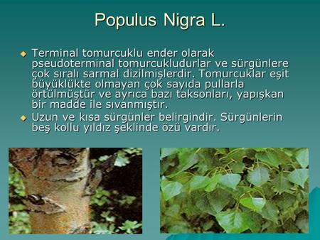 Populus Nigra L. Terminal tomurcuklu ender olarak pseudoterminal tomurcukludurlar ve sürgünlere çok sıralı sarmal dizilmişlerdir. Tomurcuklar eşit büyüklükte.