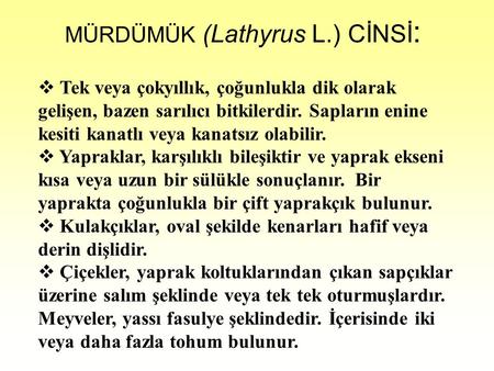 MÜRDÜMÜK (Lathyrus L.) CİNSİ: