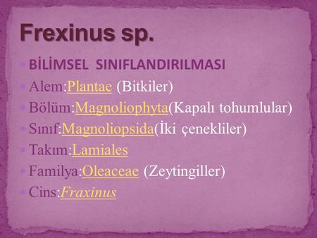 Frexinus sp. BİLİMSEL SINIFLANDIRILMASI Alem:Plantae (Bitkiler)