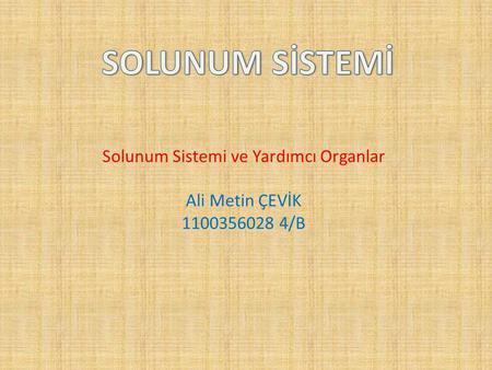 Solunum Sistemi ve Yardımcı Organlar Ali Metin ÇEVİK /B