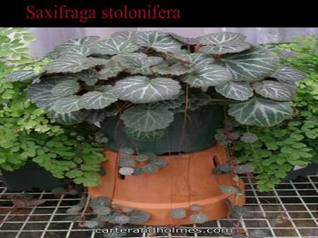 Saxifraga stolonifera