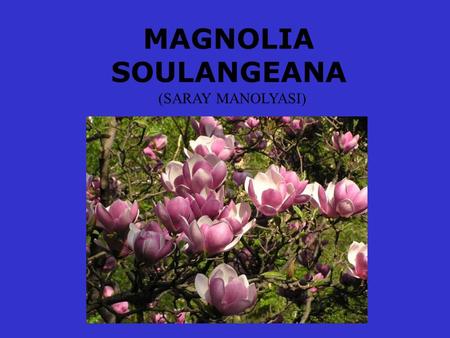 MAGNOLIA SOULANGEANA (SARAY MANOLYASI).