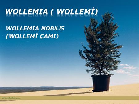 WOLLEMIA NOBILIS (WOLLEMİ ÇAMI)