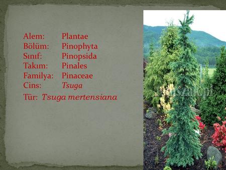 Alem: Plantae Bölüm: Pinophyta Sınıf: Pinopsida Takım: Pinales Familya: Pinaceae Cins: Tsuga Tür: Tsuga mertensiana.