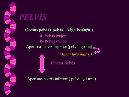 PELVİS Cavitas pelvis ( pelvis - leğen boşluğu ) a- Pelvis major
