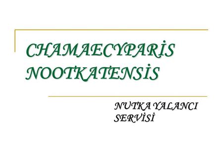 CHAMAECYPARİS NOOTKATENSİS