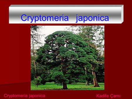 Cryptomeria japonica Cryptomeria japonica Kadife Çamı.