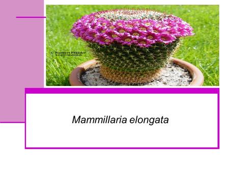 Mammillaria elongata.