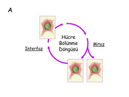 A Hücre Bölünme Döngüsü Mitoz Interfaz.