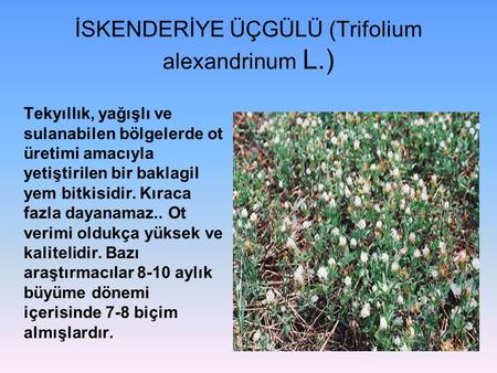 İSKENDERİYE ÜÇGÜLÜ (Trifolium alexandrinum L.)