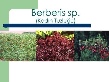 Berberis sp. (Kadın Tuzluğu)