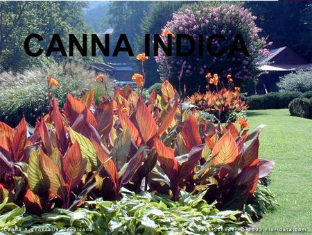 CANNA INDICA.