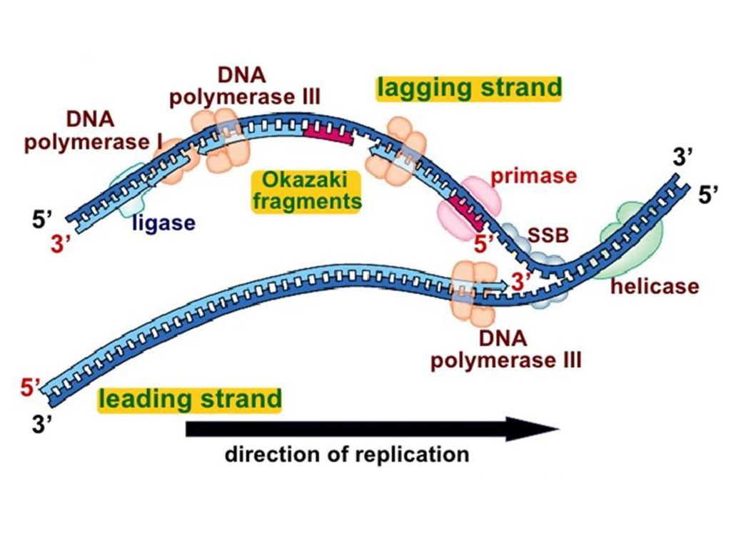 Днк полимераза 3. DNA Replication. Replication fork. DNA polymerase. SSB И DNA.