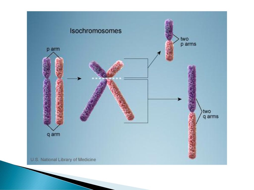Хромосома мембрана. Дицентрическая хромосома. Изохромосома. Дицентрические и кольцевые хромосомы. Хромосома дицентрик.