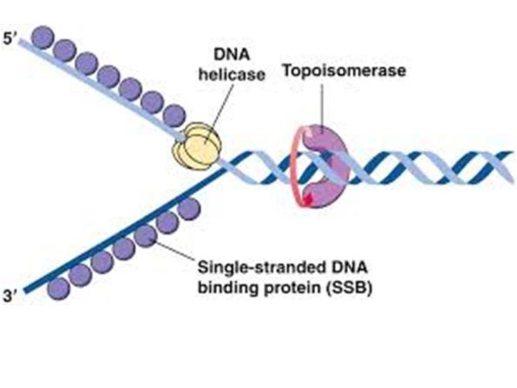 Ssb белок. Хеликаза в репликации. ДНК топоизомераза 1. ДНК хеликаза и геликаза. ДНК полимераза репликация ДНК.