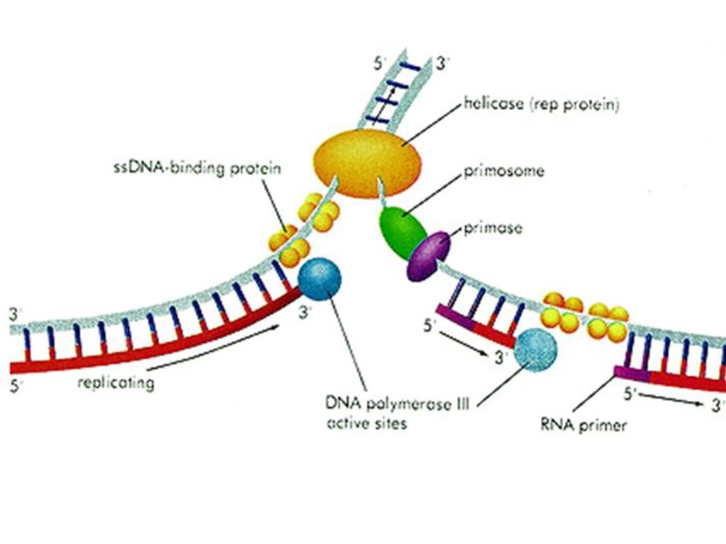 Рнк затравка. ДНК полимераза в репликации ДНК. Репликация ДНК полимераза. Хеликаза в репликации. ДНК полимераза и РНК полимераза.