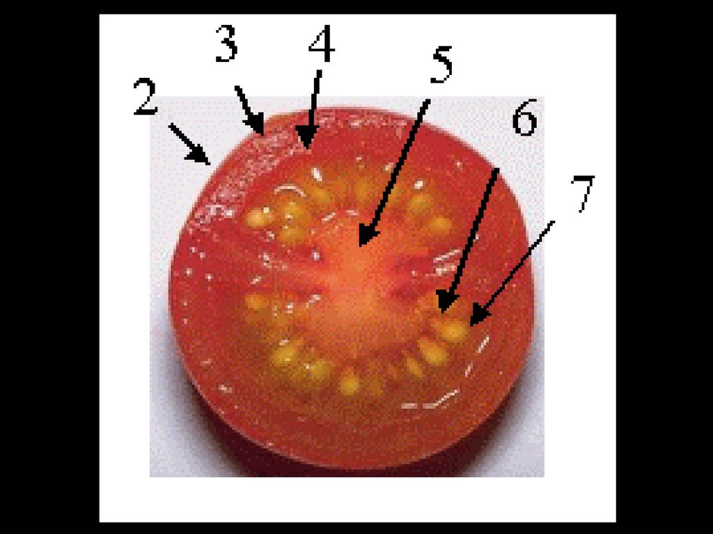 Внутреннее строение томата. Строение плода томата. Плод помидора в разрезе. Название плода томатов. Строение плодов томата.