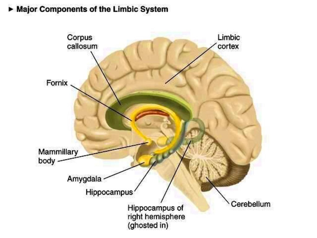 Мозолистое тело какая ткань. Мозолистое тело Corpus callosum. Гиппокамп и мозолистое тело. Мозолистое тело и лимбическая система. Мозолистое тело мозжечок.