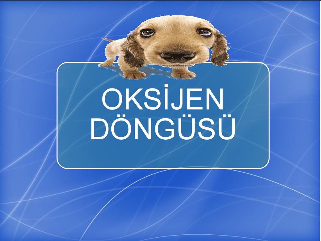 Oksijen Dongusu Ppt Indir