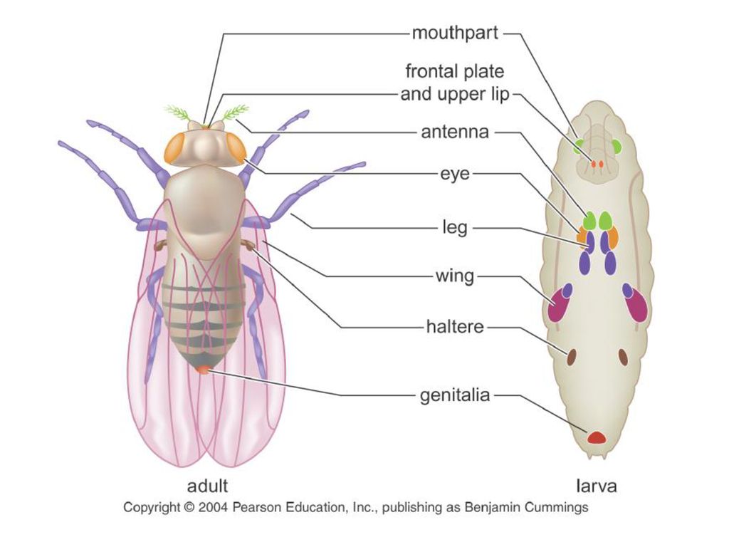 Строение дрозофилы