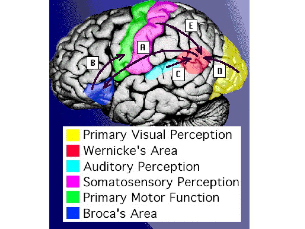 Мозг терапия япония. Broca's area Wernicke's area. Wernicke afazisi. Brain Therapy plasmalogen.