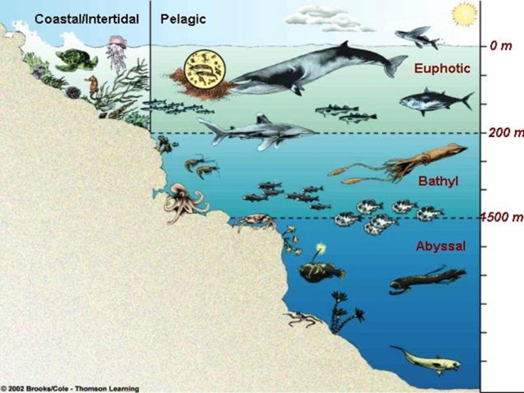 Схема жизнь в океане. Зоны жизни в океане. Глубины и их обитатели. Морские глубины и их обитатели. Зоны океана с обитателями.