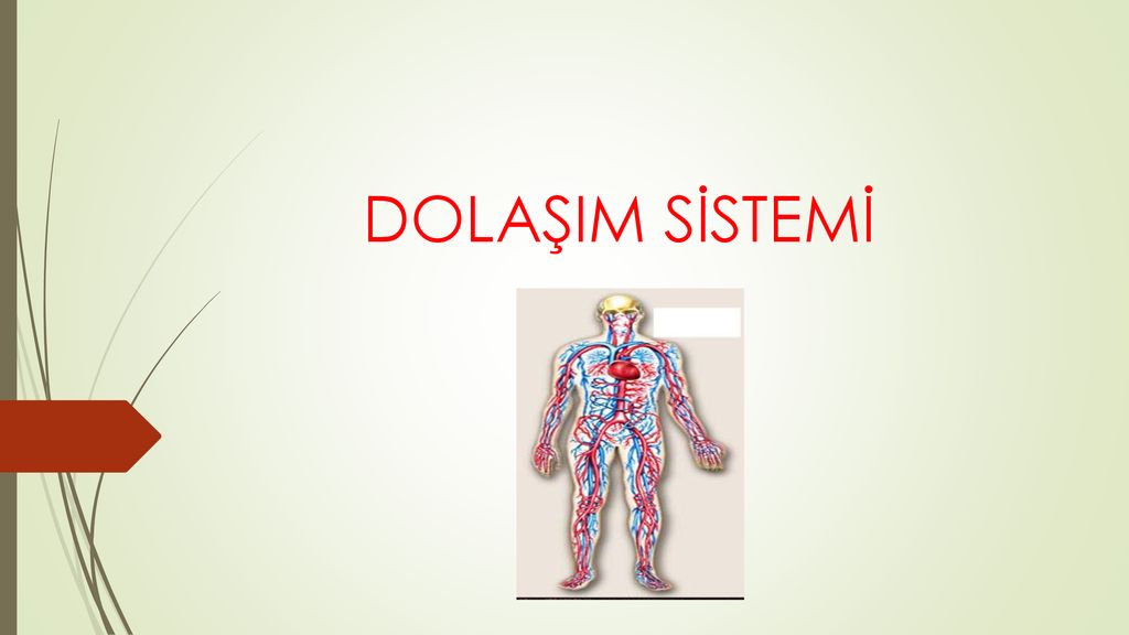 Dolasim Sistemi Ppt Indir