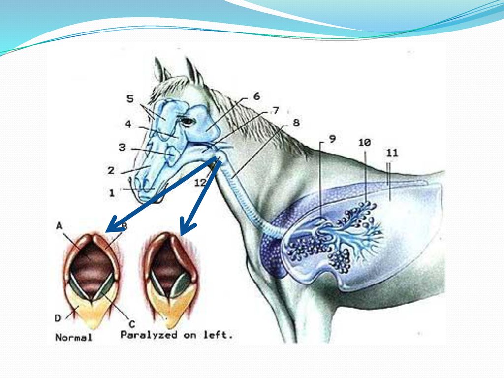 Где произошли лошади. Система органов дыхания лошади. Трахея лошади. Дыхательная система лошади анатомия. Хрящи гортани лошади.