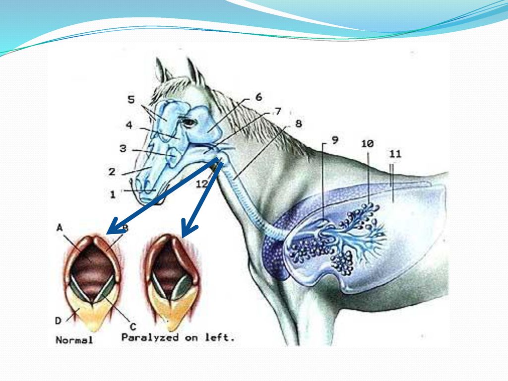 Выделения кобылы. Дыхательная система лошади. Строение гортани лошади. Хрящи гортани лошади. Дыхательная система лошади анатомия.