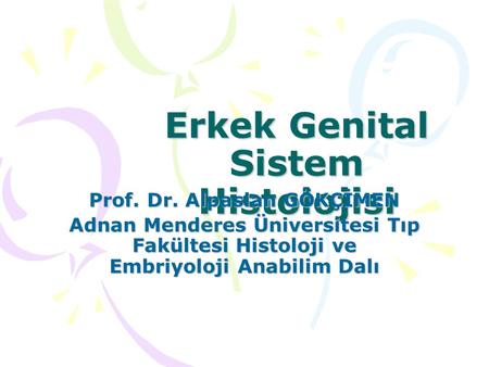 Erkek Genital Sistem Histolojisi