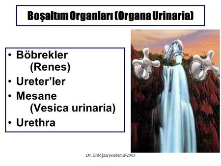Boşaltım Organları (Organa Urinaria)