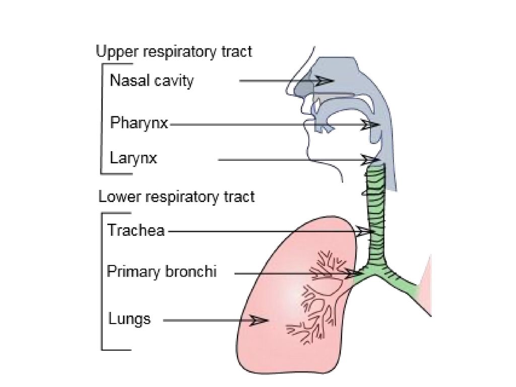 Дыхательное крошки. Верхние дыхательные пути схема. Верхние и нижние дыхательные пути схема. Топография верхних дыхательных путей. Верхние дыхательные пути схематично.