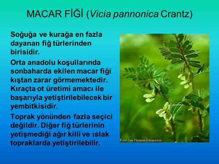 MACAR FİĞİ (Vicia pannonica Crantz)