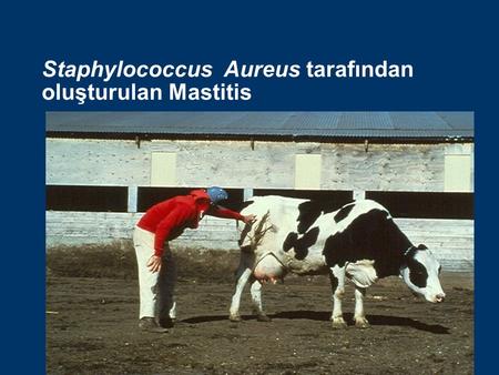 Staphylococcus Aureus tarafından oluşturulan Mastitis