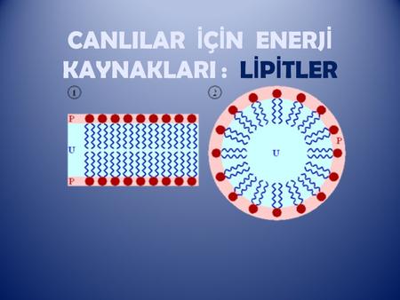 CANLILAR İÇİN ENERJİ KAYNAKLARI : LİPİTLER