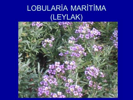 LOBULARİA MARİTİMA (LEYLAK). LOBULARİA MARİTİMA Bu tür(Leylak) yayılarak ve hızlı büyüyen, geniş çapta rağbet gören, kayalık bahçe yada çiçeklik bitkisidir.