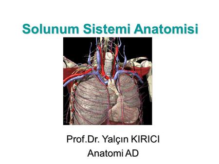 Solunum Sistemi Anatomisi
