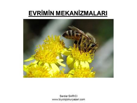 EVRİMİN MEKANİZMALARI