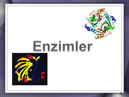 Enzimler.