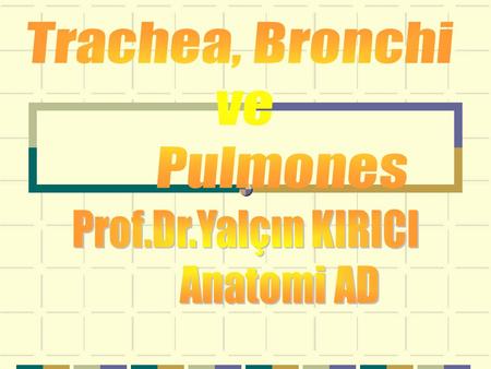 Trachea, Bronchi ve Pulmones Prof.Dr.Yalçın KIRICI Anatomi AD.