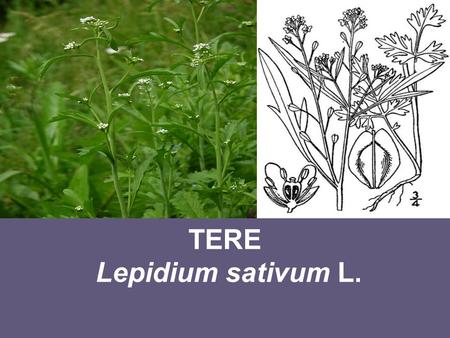 TERE Lepidium sativum L.