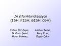 In situ Hibridizasyon (ISH, FISH, GISH, CGH)