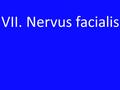 VII. Nervus facialis.