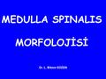 MEDULLA SPINALIS MORFOLOJİSİ