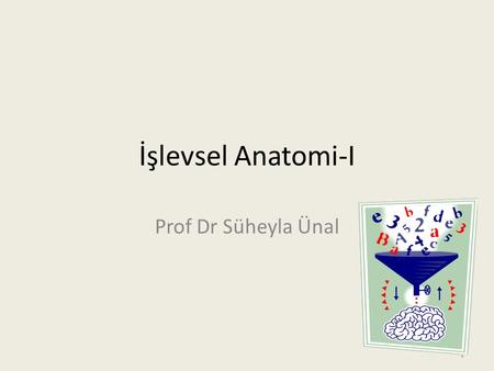 İşlevsel Anatomi-I Prof Dr Süheyla Ünal.