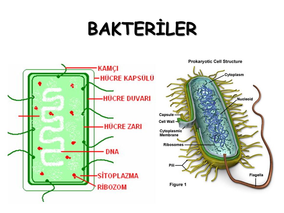 Bakteriler Ppt Video Online Indir